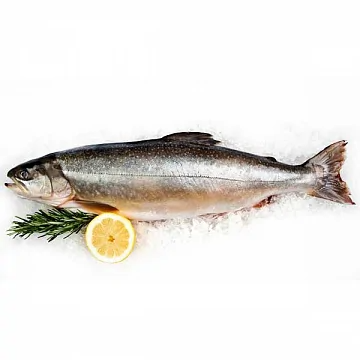 Фото Голец свежемороженый штучной заморозки вылов 2025г 