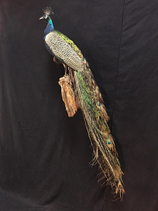 Превью Чучело павлина