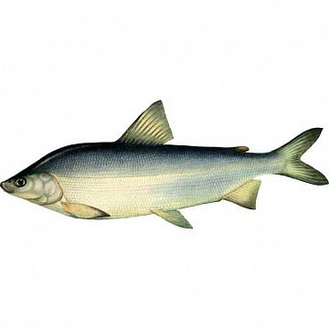 Фото Муксун свежемороженый (1,4-1,8 кг)