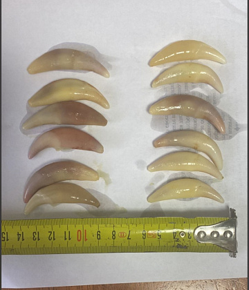 Фото Клык волка