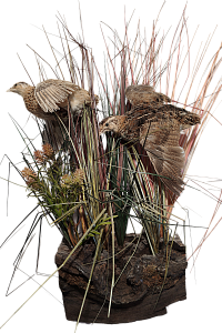 Превью Композиция перепела