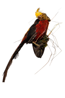 Золотой фазан на медальоне