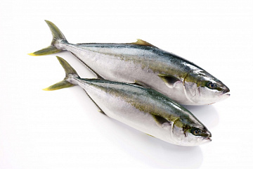 Фото Лакедра (желтохвост) 700-1300 ( коробка 20кг блочной заморозки)