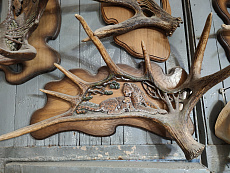 Рог лося леопард с детёнышем