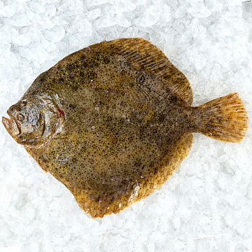 Фото Камбала Калкан свежемороженая 3-5кг AEF(акустическая заморозка)