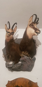 Превью Чучело серны двойное