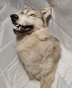 Превью Голова светлого волка по грудь