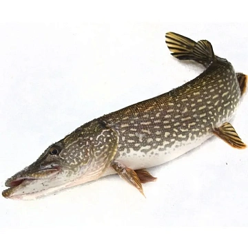 Фото Щука свежемороженная непотрошеная 0,5-1кг 