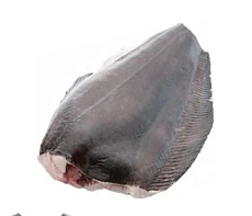 Палтус тихоокеанский синекорый (0,9-1,5 кг) потрошеный без головы