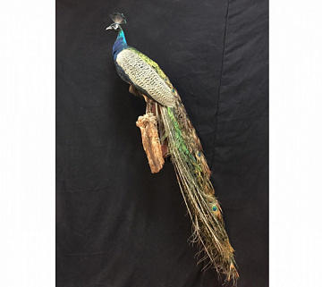Фото Чучело павлина