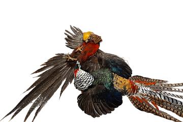 Фото Композиция дерущиеся фазаны