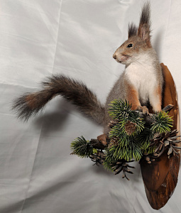 Превью Белка на медальоне