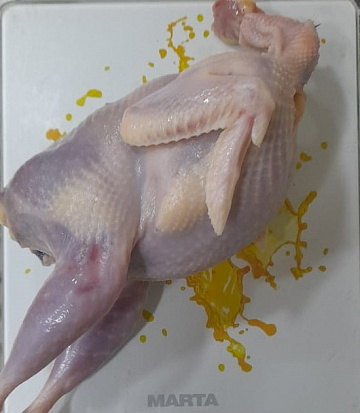 Фото Серая куропатка вольерная