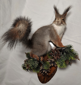 Превью Белка на медальоне