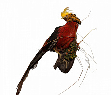 Золотой фазан на медальоне