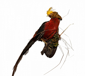 Фото Золотой фазан на медальоне